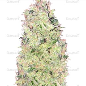 Семена сорта Fresh Candy (Pyramid Seeds)