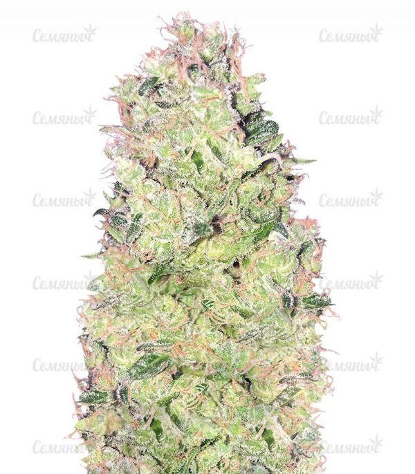 Семена сорта Fresh Candy (Pyramid Seeds)