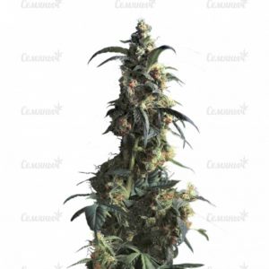 Семена сорта Auto Kryptonite (Pyramid Seeds)