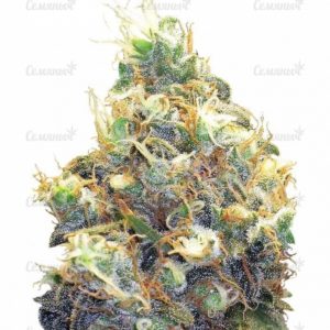 Семена сорта Delicious Candy Auto (Delicious Seeds)