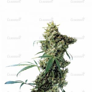 Семена сорта Super Mazar (Victory Seeds)