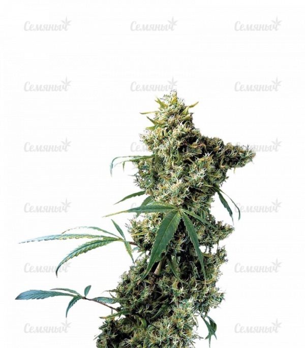 Семена сорта Super Mazar (Victory Seeds)