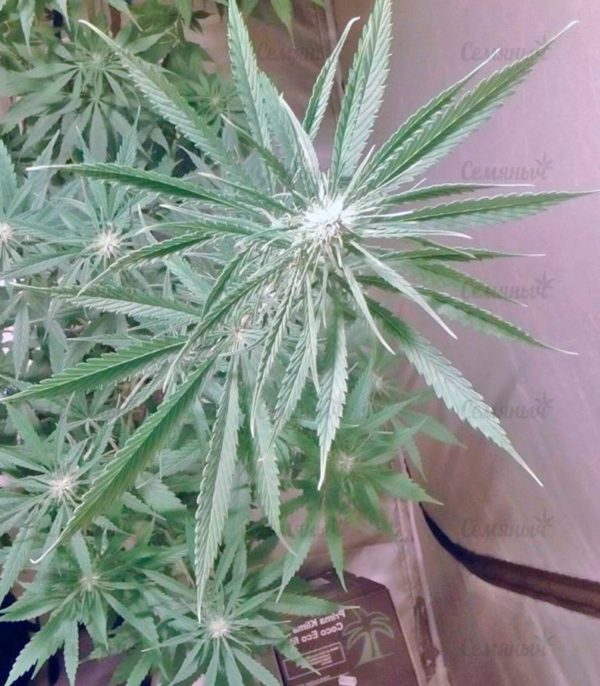 Семена сорта White Widow (Medical Seeds) — изображение 5