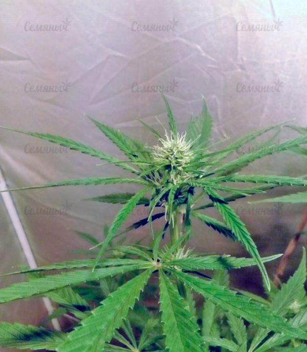 Семена сорта White Widow (Medical Seeds) — изображение 6