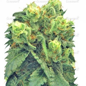 Семена сорта Auto NL (Female Seeds)