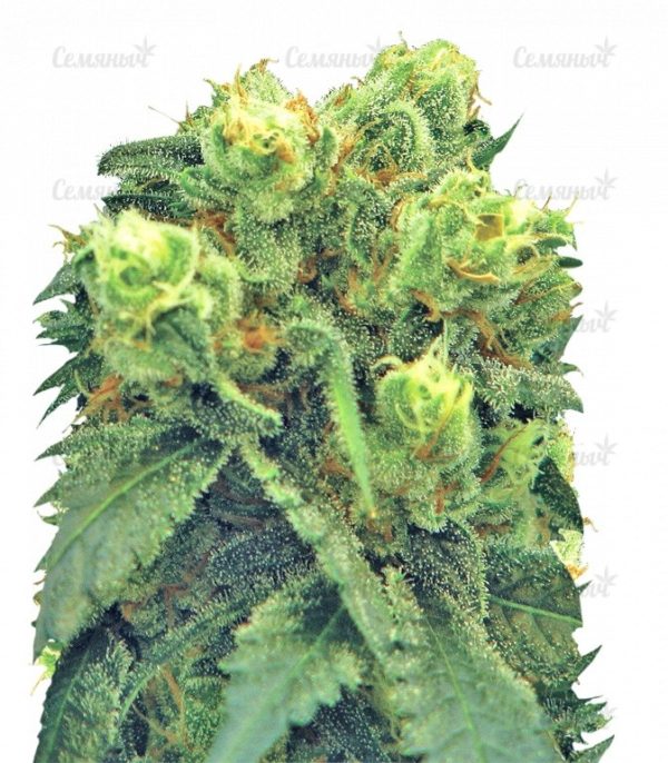 Семена сорта Auto NL (Female Seeds)