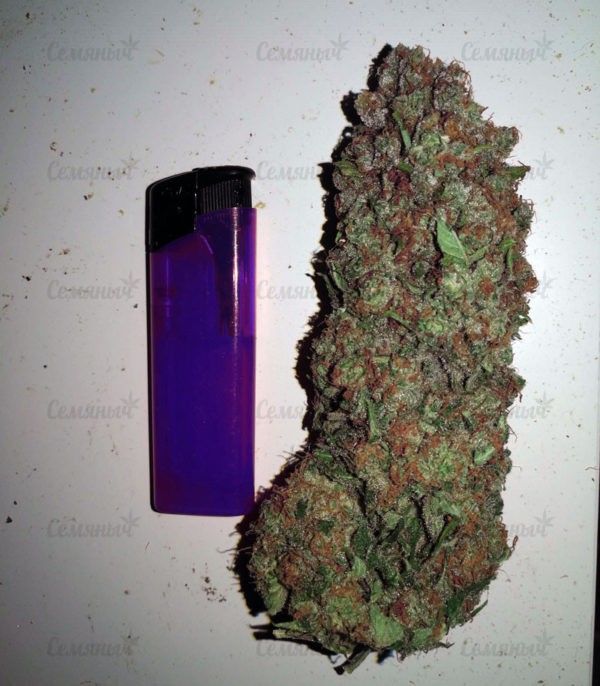 Семена сорта Wedding Cheesecake Auto fem (FastBuds) — изображение 3