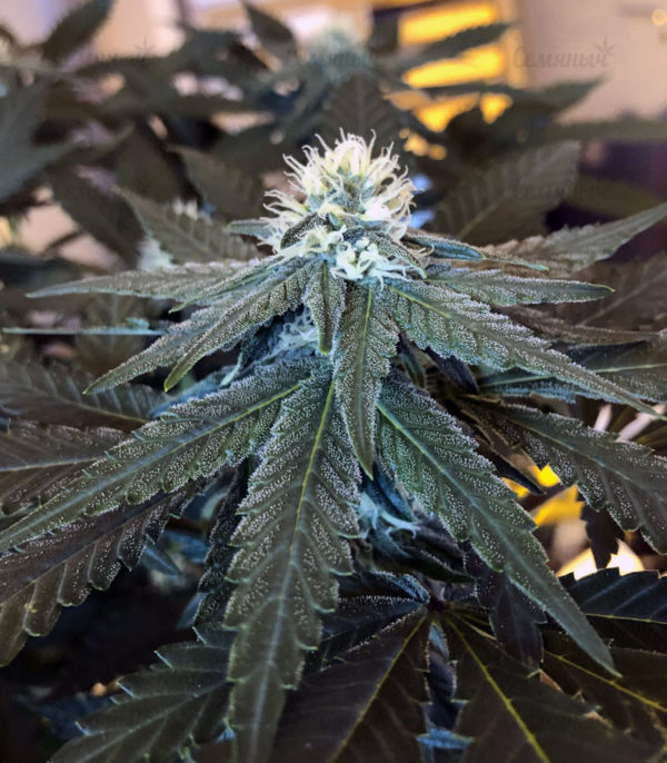 Семена сорта Wedding Cheesecake Auto fem (FastBuds) — изображение 4