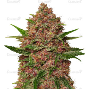 Семена сорта Wedding Cheesecake Auto fem (FastBuds)