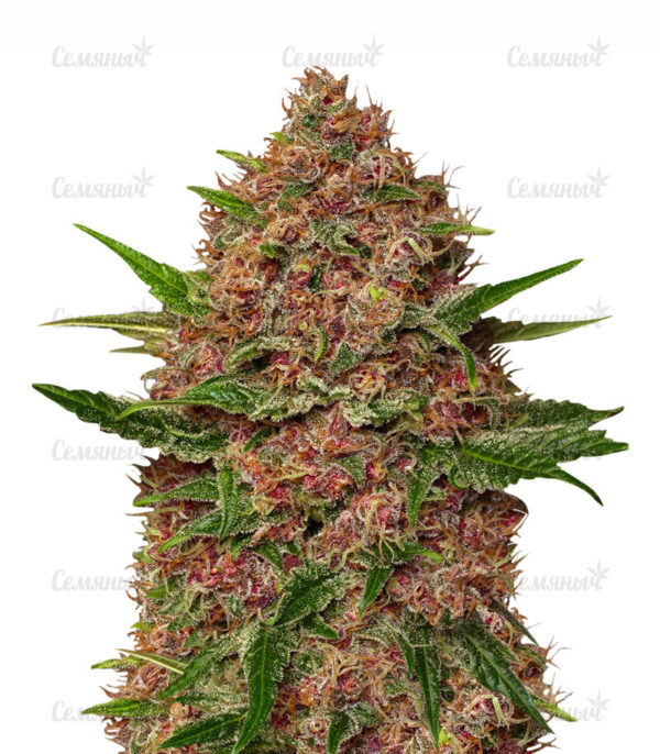 Семена сорта Wedding Cheesecake Auto fem (FastBuds)