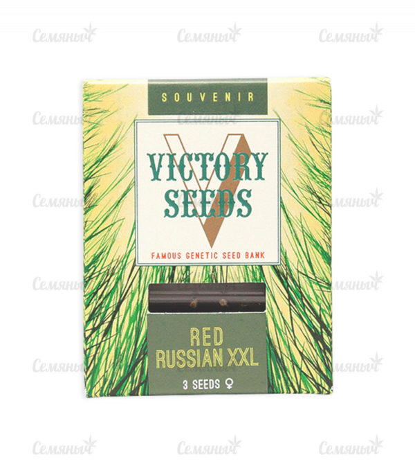 Семена сорта Big Kush (Dinafem Seeds) — изображение 2
