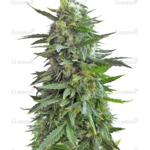 Семена сорта Deep Cheese (Dinafem Seeds)