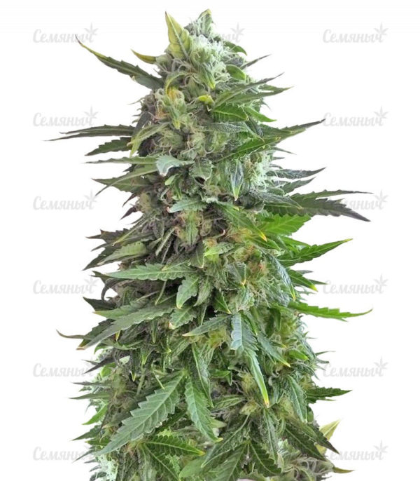Семена сорта Deep Cheese (Dinafem Seeds)