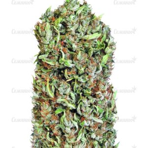 Семена сорта Blue Kripple (Dr. Krippling Seeds)