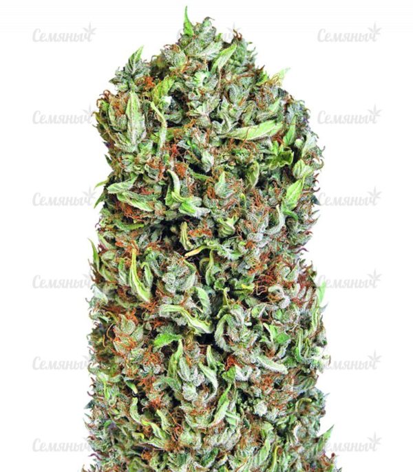 Семена сорта Blue Kripple (Dr. Krippling Seeds)