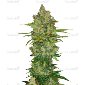 Семена сорта Critical Cheese Autoflowering (Dinafem Seeds)