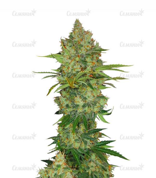 Семена сорта Critical Cheese Autoflowering (Dinafem Seeds)