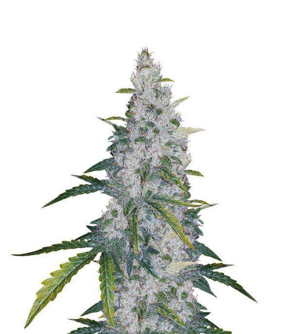 Auto White Widow fem (Dutch Passion) семена конопли