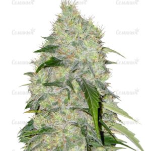 Семена сорта Californian Orange (Dutch Passion)