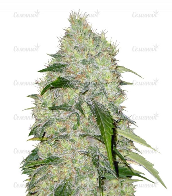 Семена сорта Californian Orange (Dutch Passion)