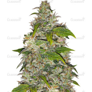 Семена сорта Dawg Star Kush