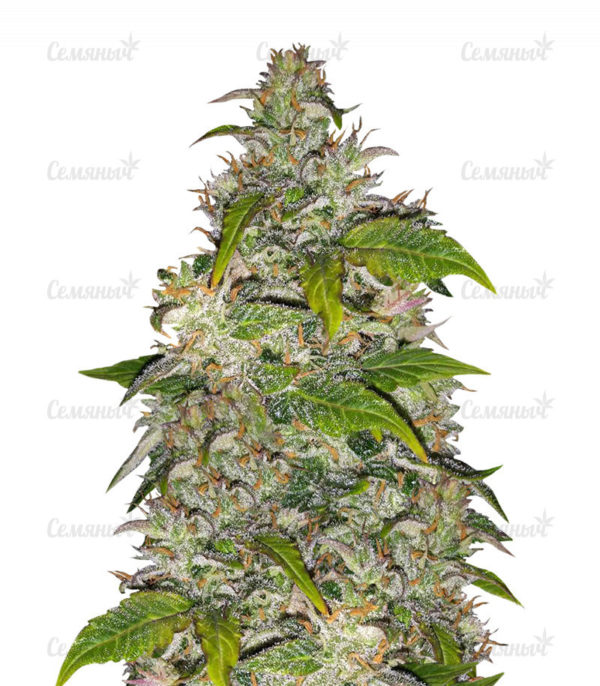 Семена сорта Dawg Star Kush