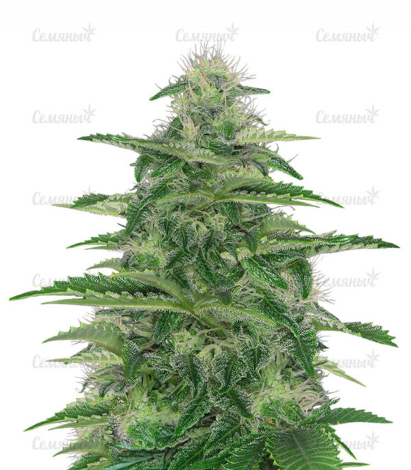 Семена сорта Auto White Widow (Pyramid Seeds)