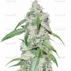 Семена сорта Blueberry Cheese Auto (Blue Cheese Auto)