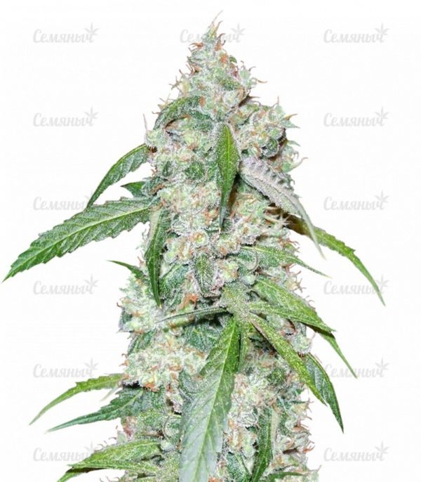 Семена сорта Blueberry Cheese Auto (Blue Cheese Auto)