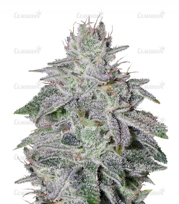 Семена сорта Fruit Punch (Heavyweight Seeds)