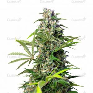 Семена сорта Budzilla (Heavyweight Seeds)