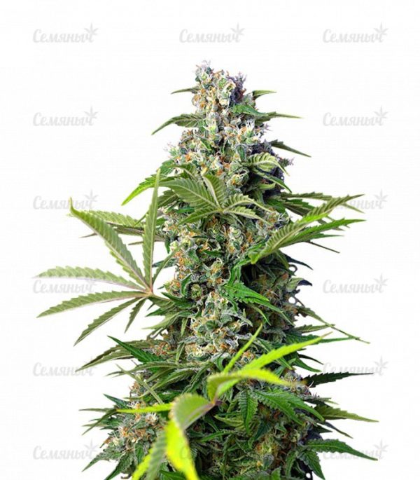 Семена сорта Budzilla (Heavyweight Seeds)