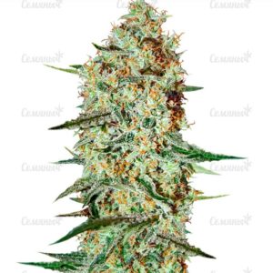 Семена сорта Fruit Autoflowering (Dinafem Seeds)