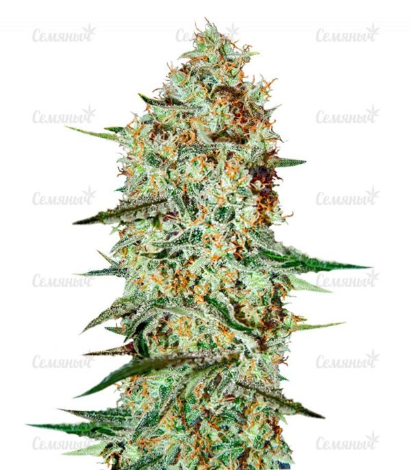 Семена сорта Fruit Autoflowering (Dinafem Seeds)