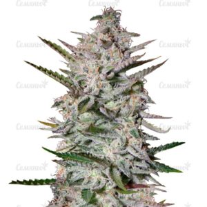 Семена сорта Critical + 2.0 Autoflowering (Dinafem Seeds)