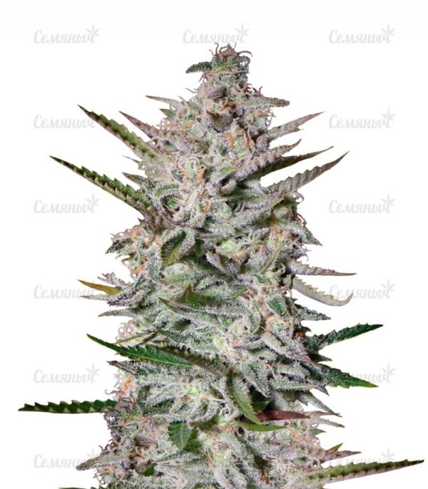 Семена сорта Critical + 2.0 Autoflowering (Dinafem Seeds)