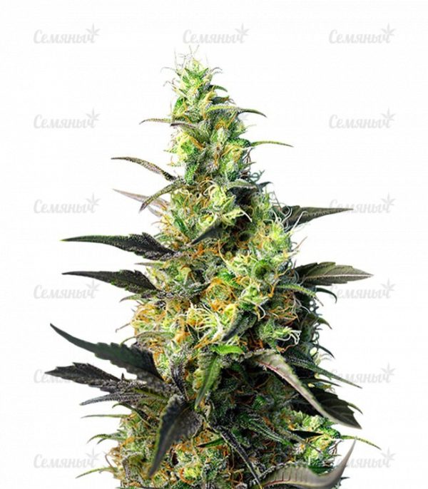 Семена сорта Auto Chocodope (Victory Seeds)