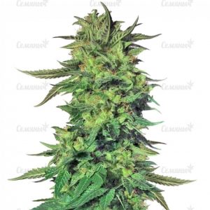 Семена сорта Golosa (Delicious Seeds)