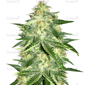 Семена сорта Remo Chemo (Dinafem Seeds)
