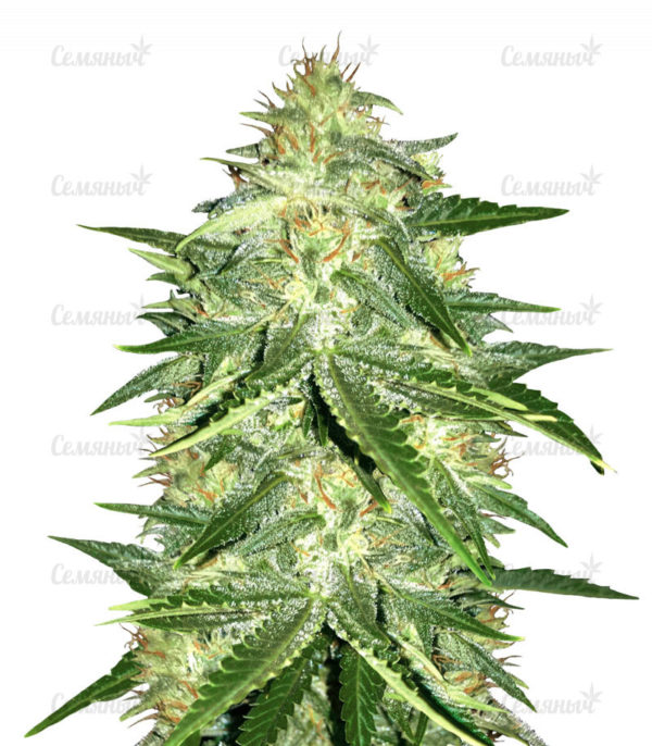 Семена сорта Remo Chemo (Dinafem Seeds)