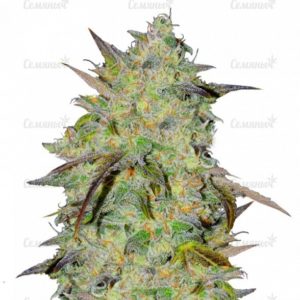 Семена сорта Blue Kush (Dinafem Seeds)