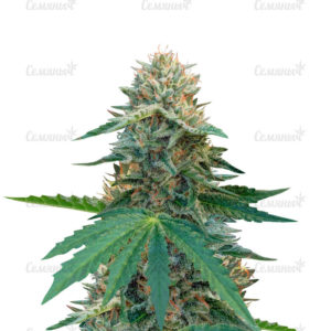 Семена сорта Auto Northern Lights (Pyramid Seeds)
