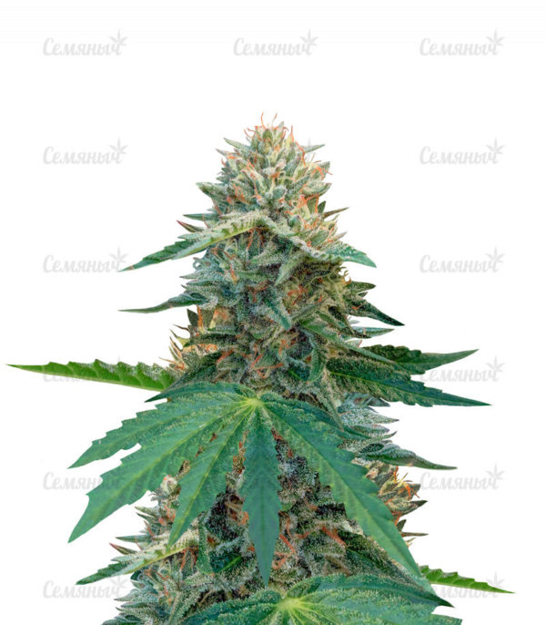 Семена сорта Auto Northern Lights (Pyramid Seeds)