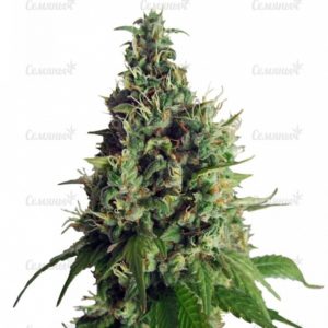 Семена сорта Critical Kush (Dinafem Seeds)