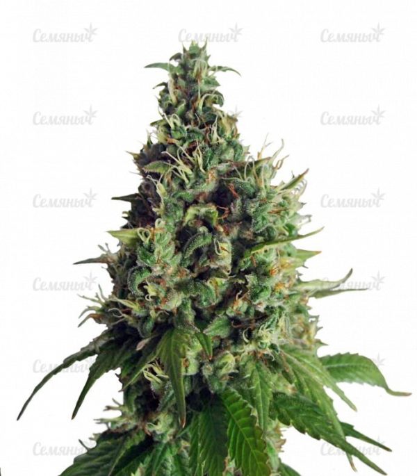 Семена сорта Critical Kush (Dinafem Seeds)