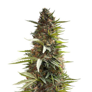 Семена сорта Over Dawg (Medical Seeds)