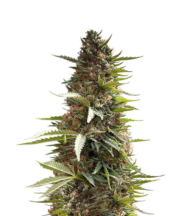 Семена сорта Over Dawg (Medical Seeds)