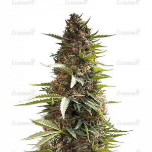 Семена сорта Champion (Heavyweight Seeds)