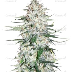Семена сорта Alpujarrena (Pyramid Seeds)