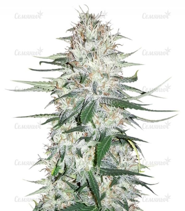 Семена сорта Alpujarrena (Pyramid Seeds)